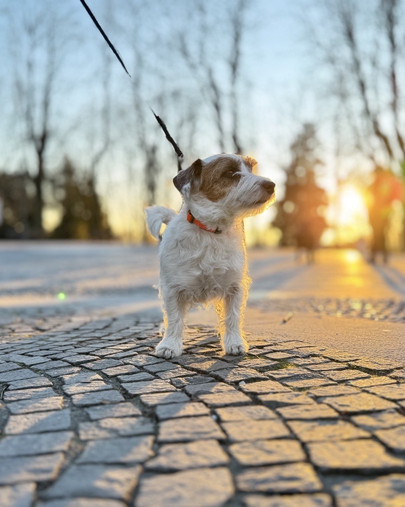Cane al guinzaglio che cammina accanto al conduttore, immagine di relazione e rispetto