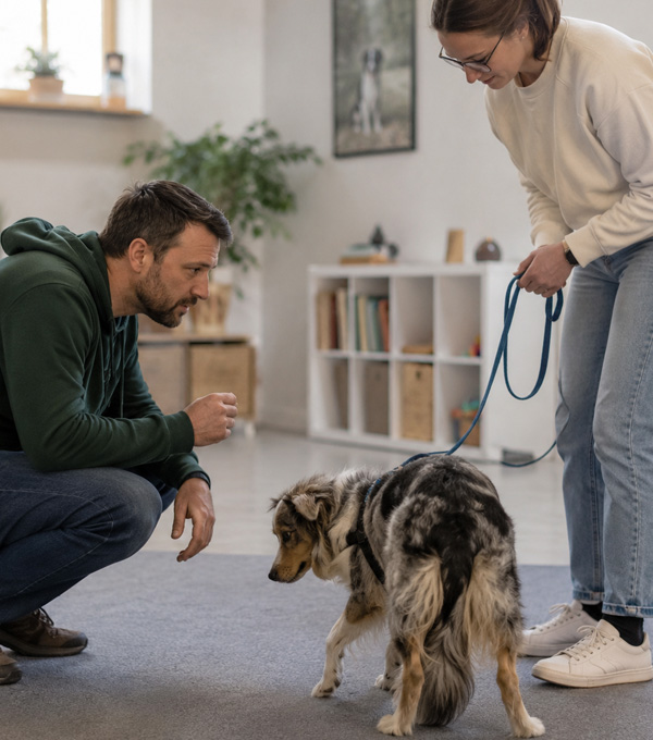 Percorso di riabilitazione comportamentale con un cane a Padova
